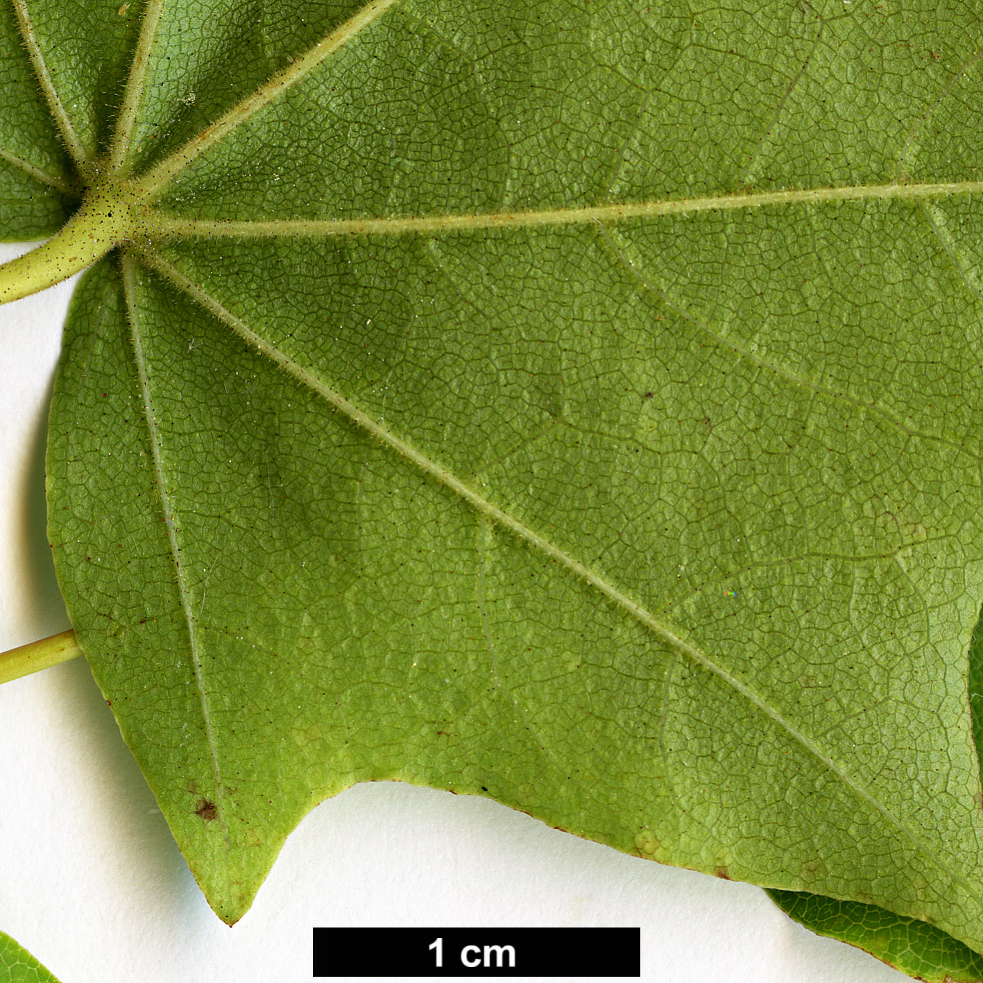 High resolution image: Family: Sapindaceae - Genus: Acer - Taxon: pictum - SpeciesSub: subsp. savatieri High resolution image: Family: Sapindaceae - Genus: Acer - Taxon: pictum - SpeciesSub: subsp. savatieri